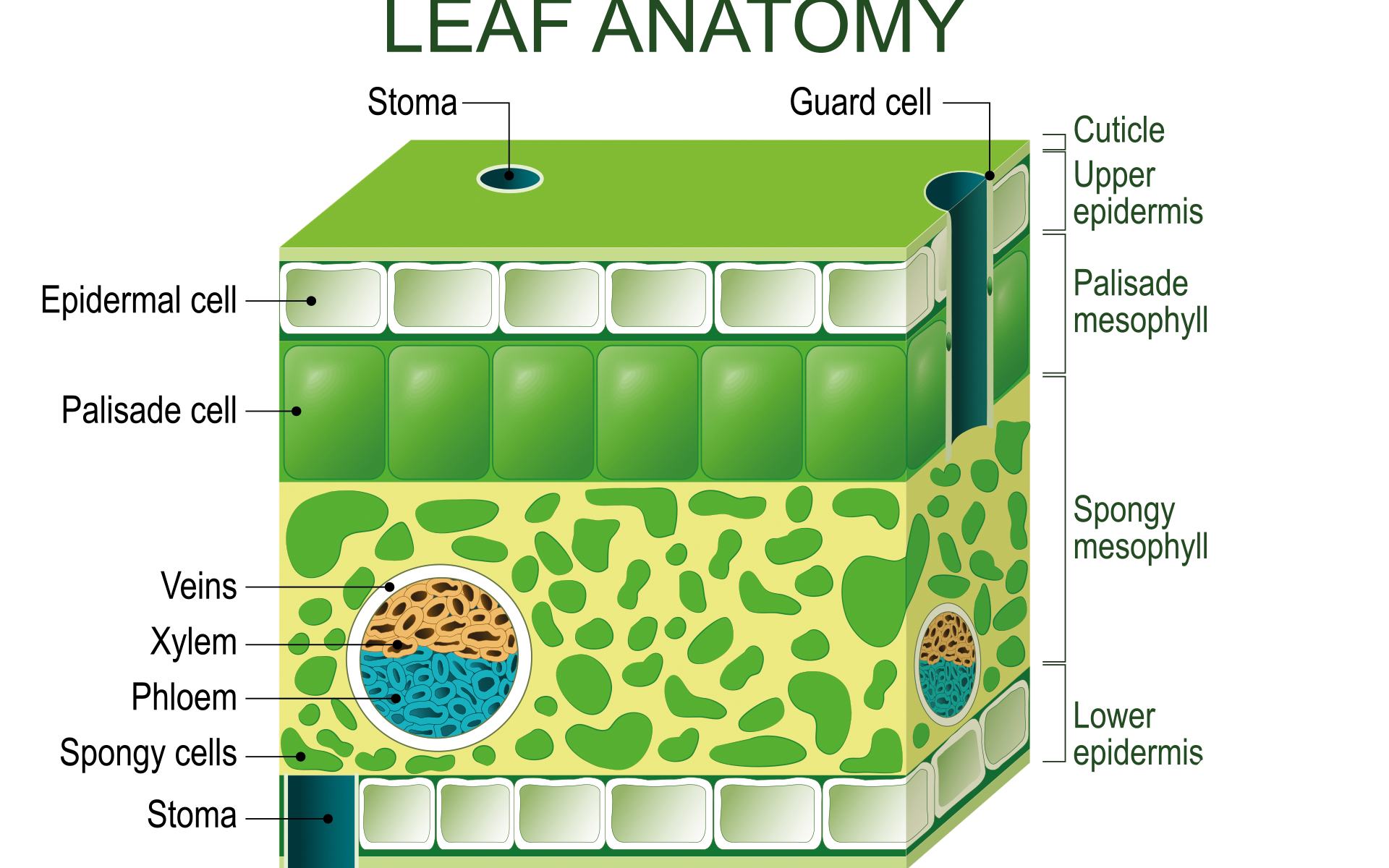 Chloroplast